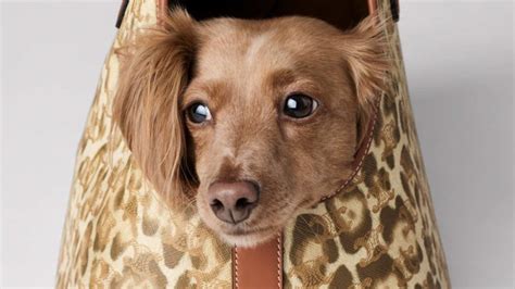 celine denim pet|Celine Just Dropped a New Collection of Luxurious Pet Accessories.